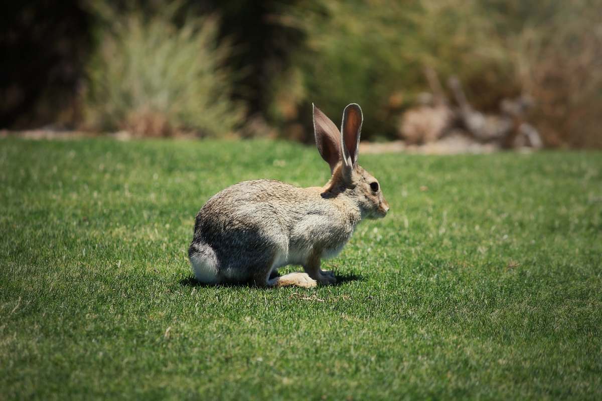 mammal shallow focus photo of brown rabbit kangaroo