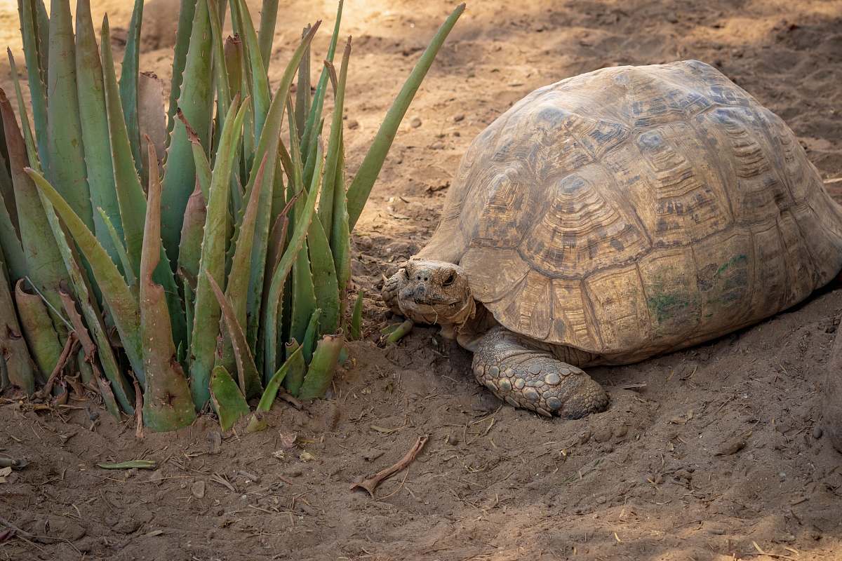 reptile shallow focus photo of brown turtle sea life