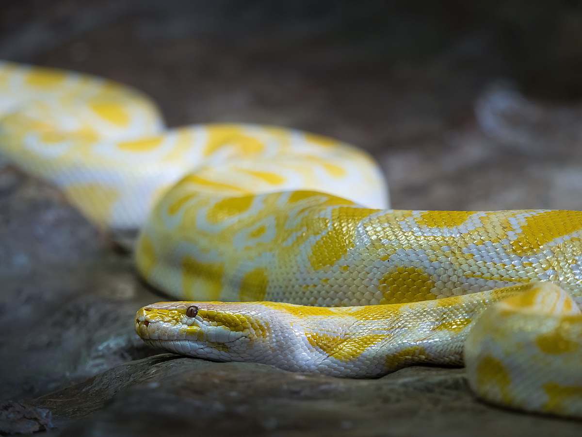 reptile shallow focus photo of Burmese python snake