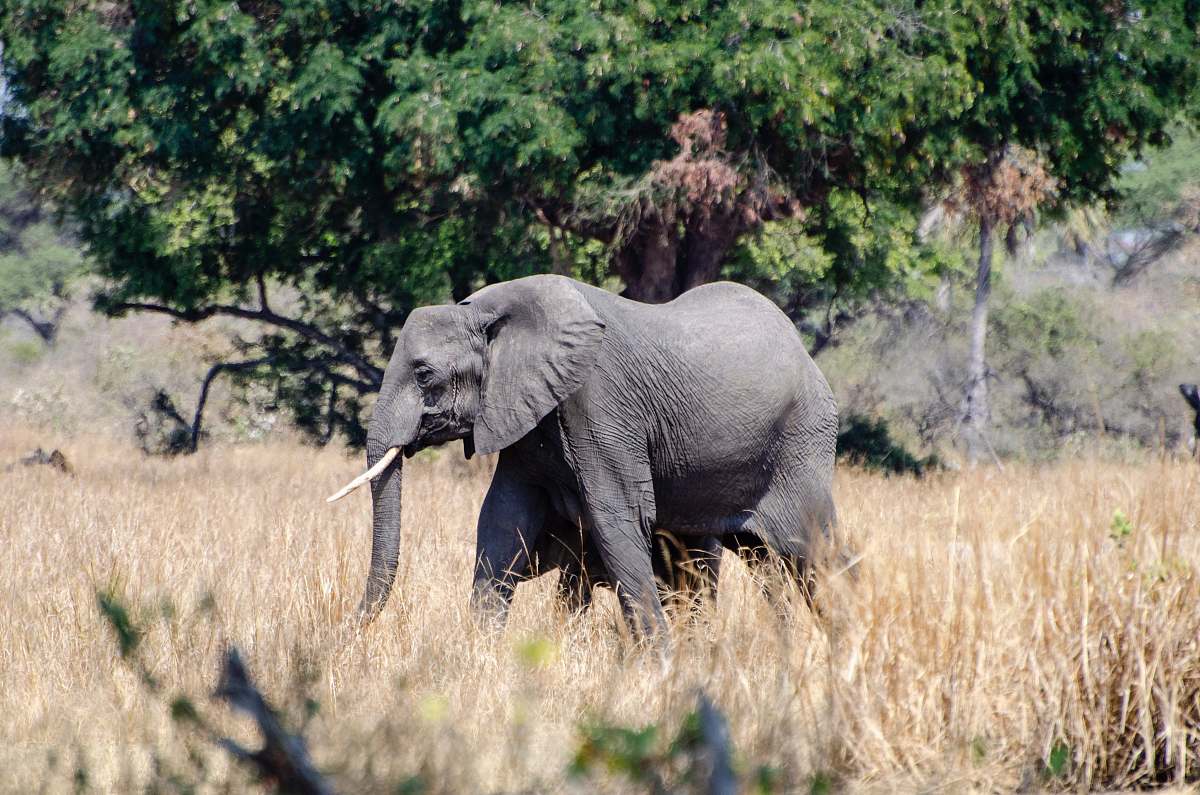 elephant shallow focus photo of gray elephant mammal