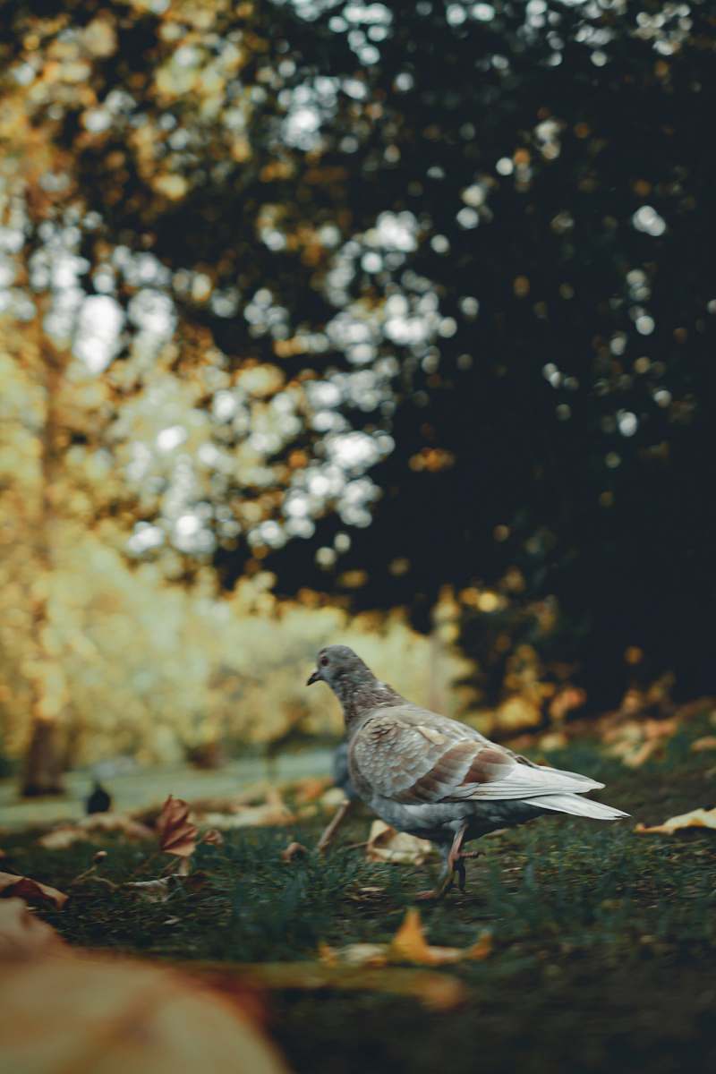 bird shallow focus photo of gray pigeon pigeon