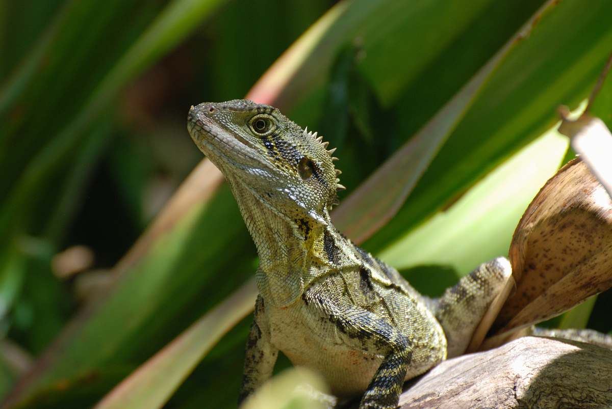 lizard shallow focus photo of gray reptile reptile