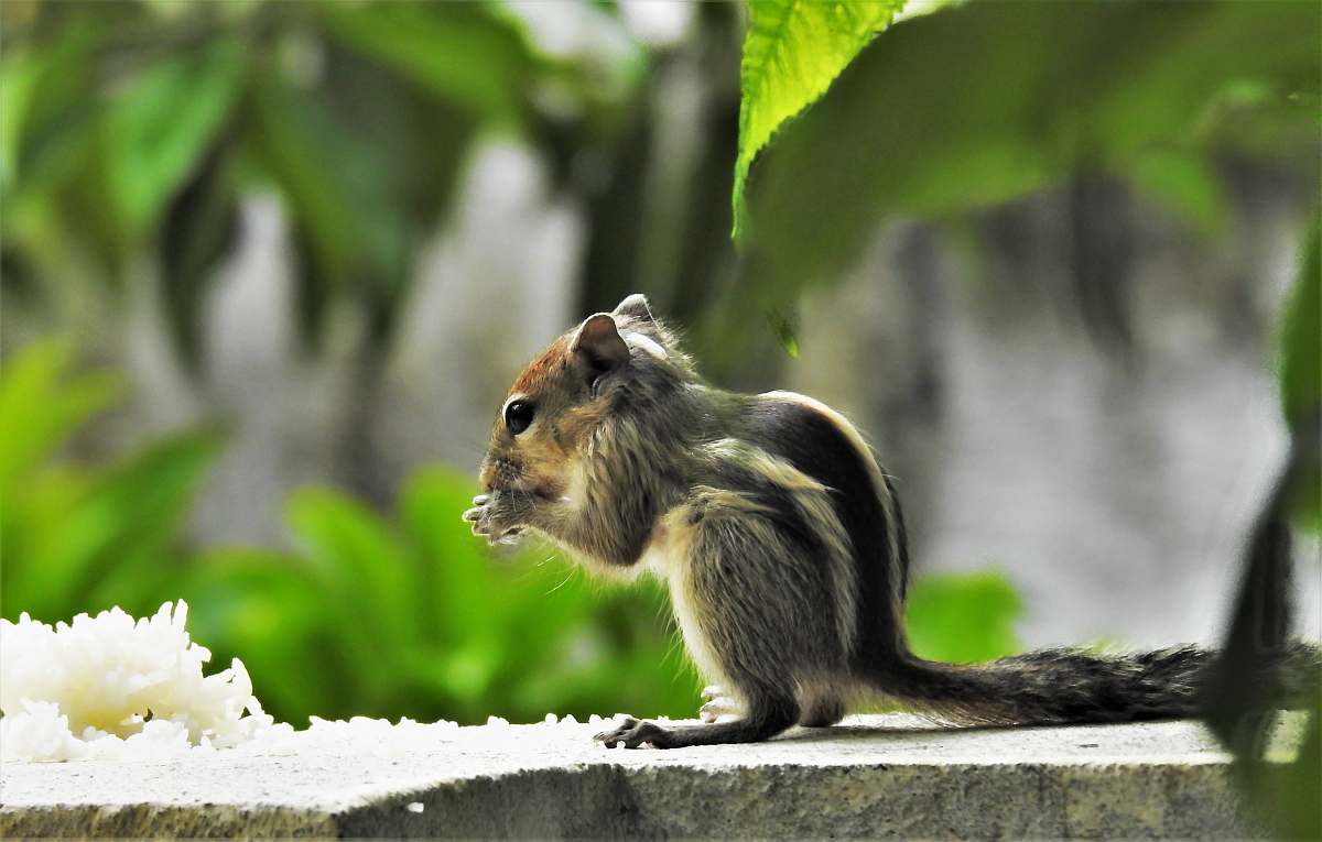 mammal shallow focus photo of gray squirrel wallaby