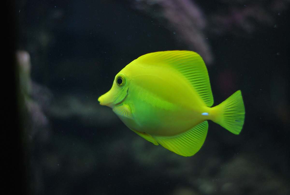 fish shallow focus photo of green fish surgeonfish