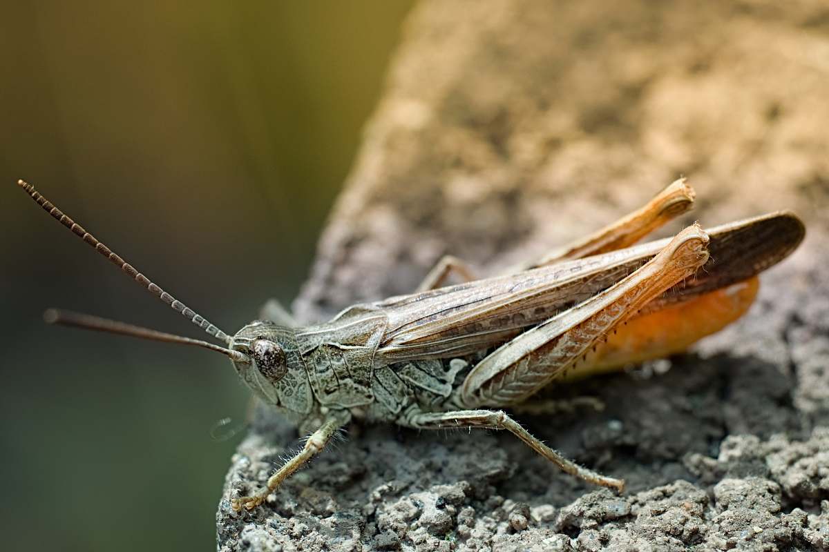 invertebrate shallow focus photo of green grasshopper insect