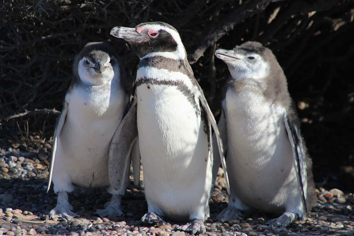 bird shallow focus photo of penguins penguin