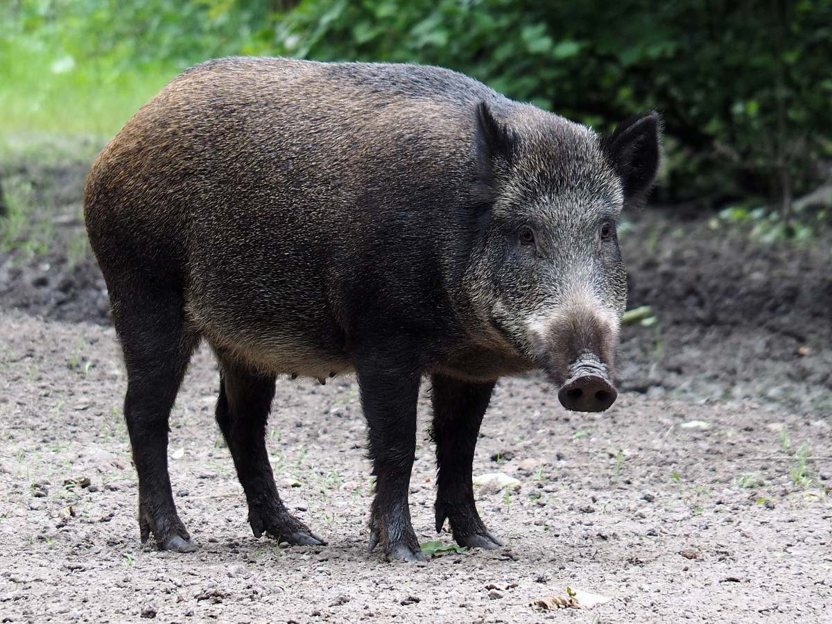 mammal shallow focus photo of pig pig