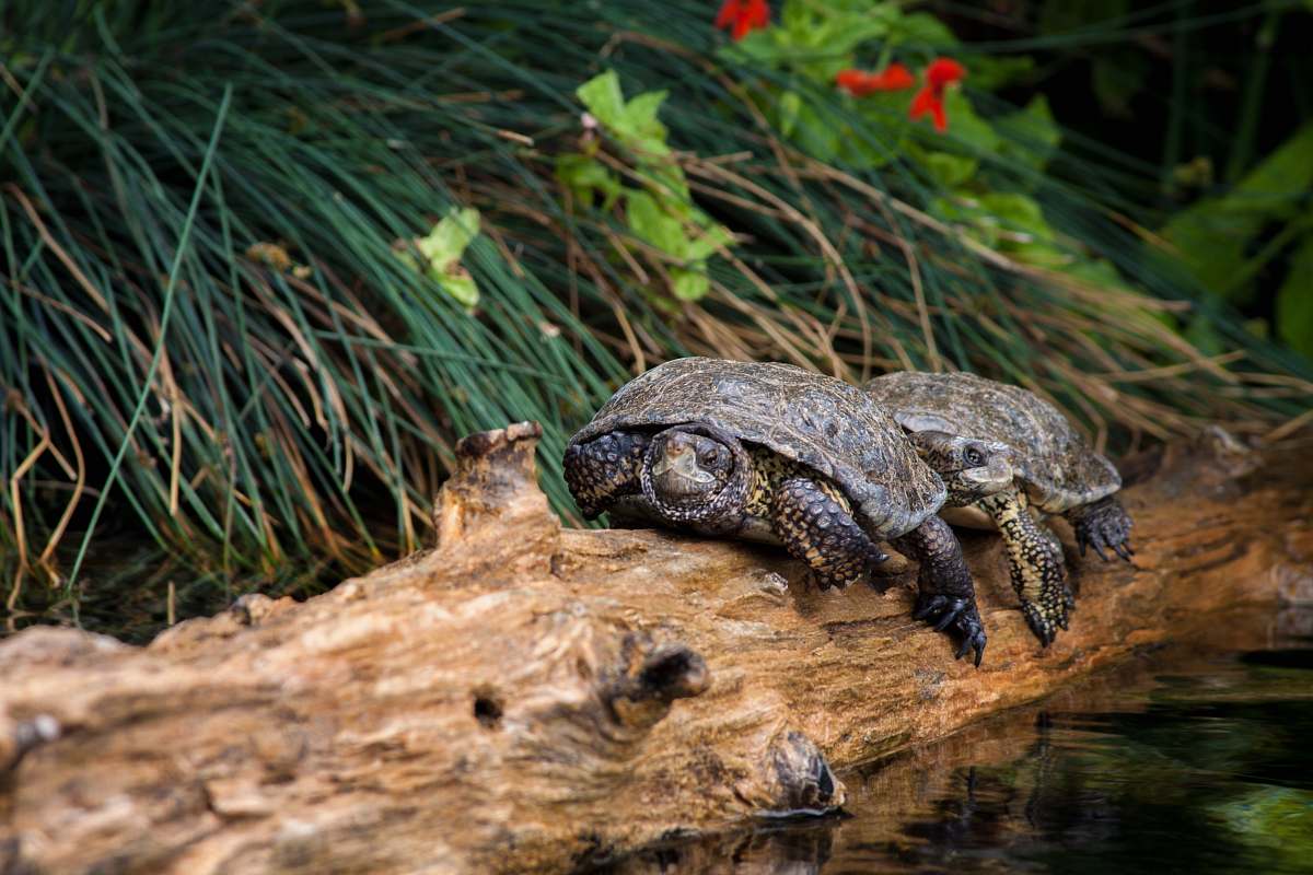 lizard shallow focus photo of two brown turtles reptile