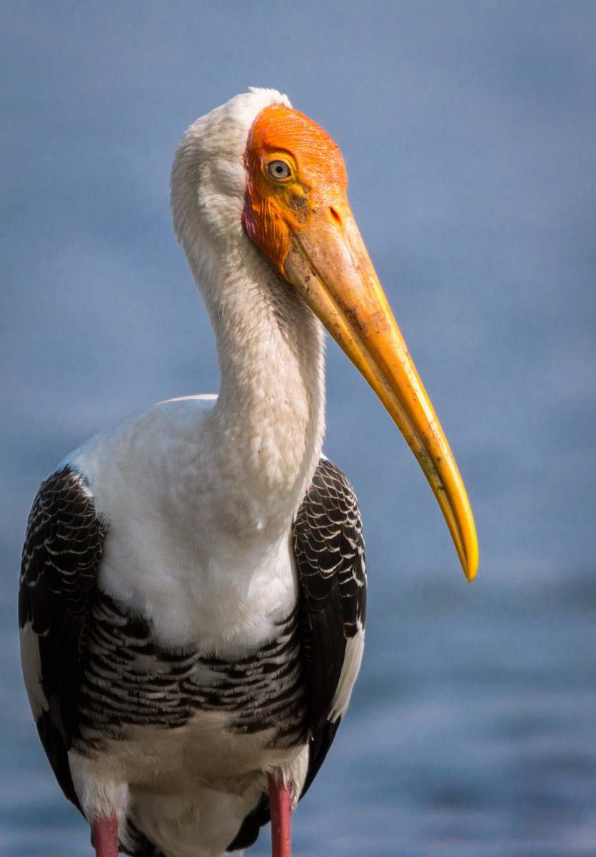bird shallow focus photo of white and black bird beak