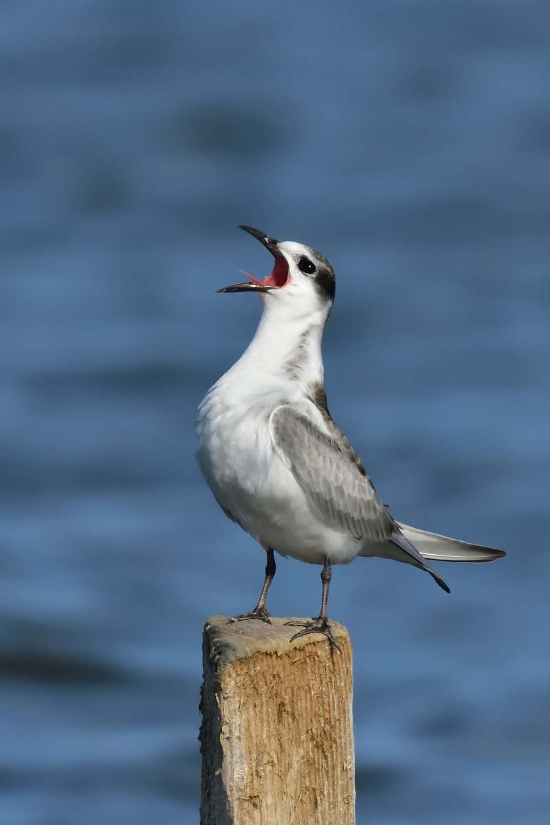 bird shallow focus photo of white and gray bird seagull