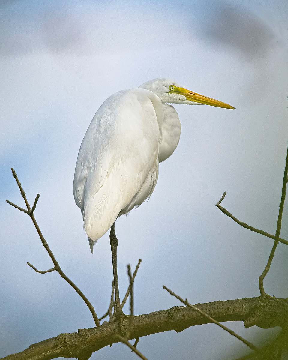 bird shallow focus photo of white bird beak