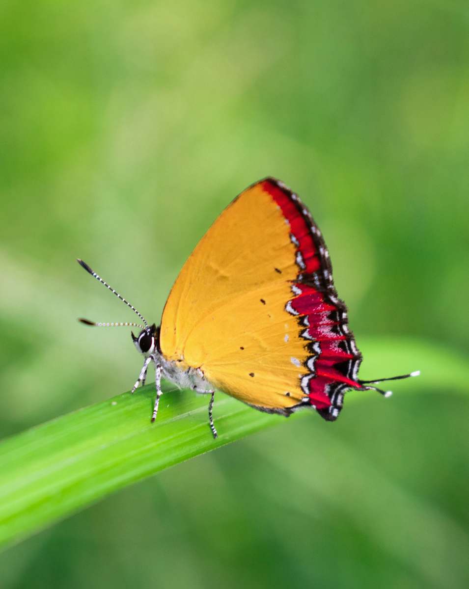 invertebrate shallow focus photo of yellow and red buttefly insect