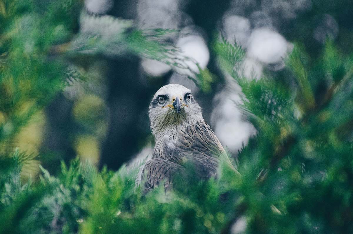 bird shallow focus photography of bald eagle beak