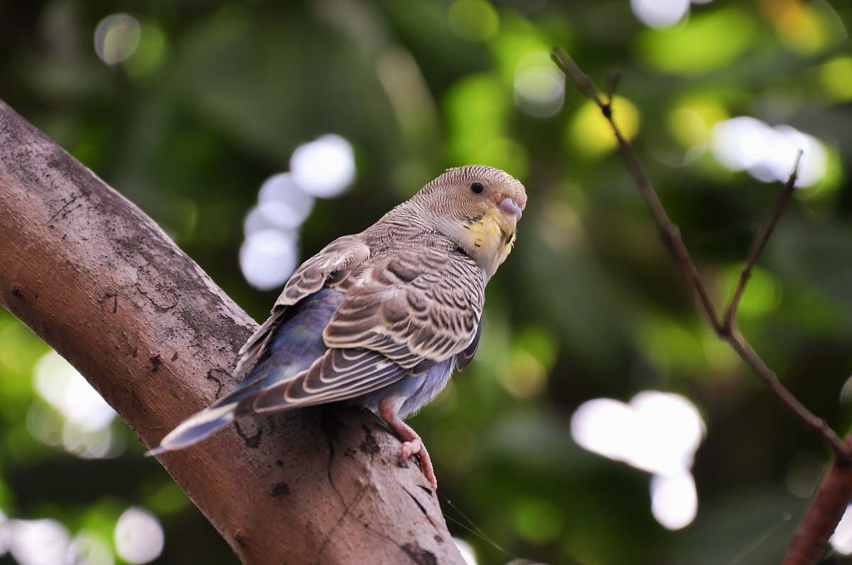 bird shallow focus photography of bird tirunelveli