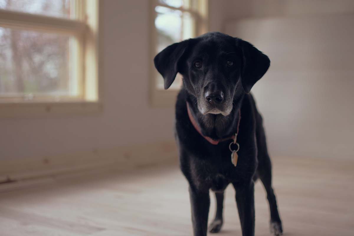 dog shallow focus photography of black dog along glass window canine
