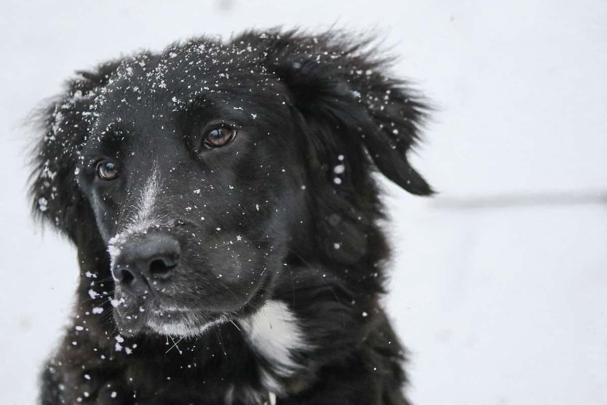 dog shallow focus photography of black dog with snow on fur pet