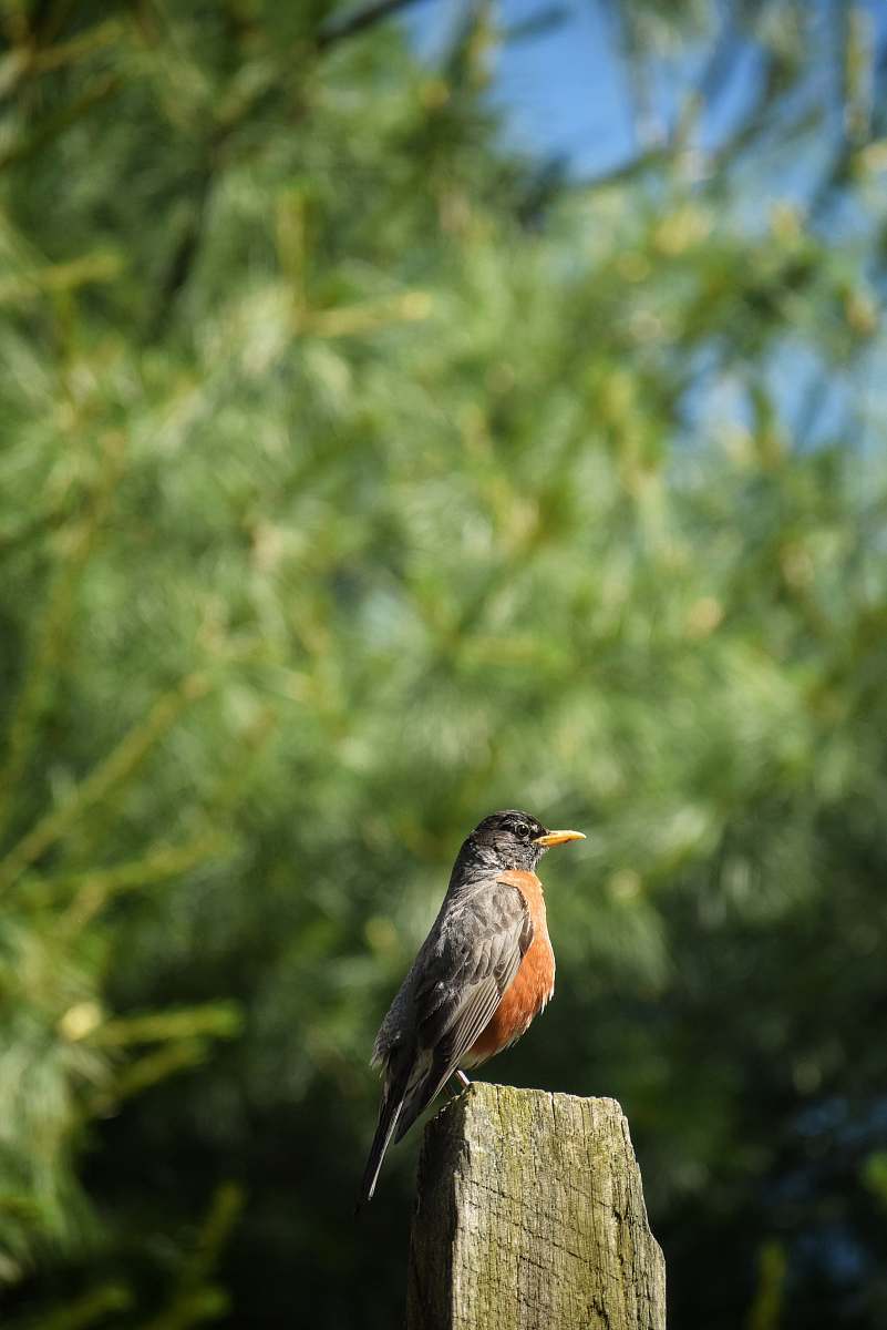 bird shallow focus photography of brown and black bird robin