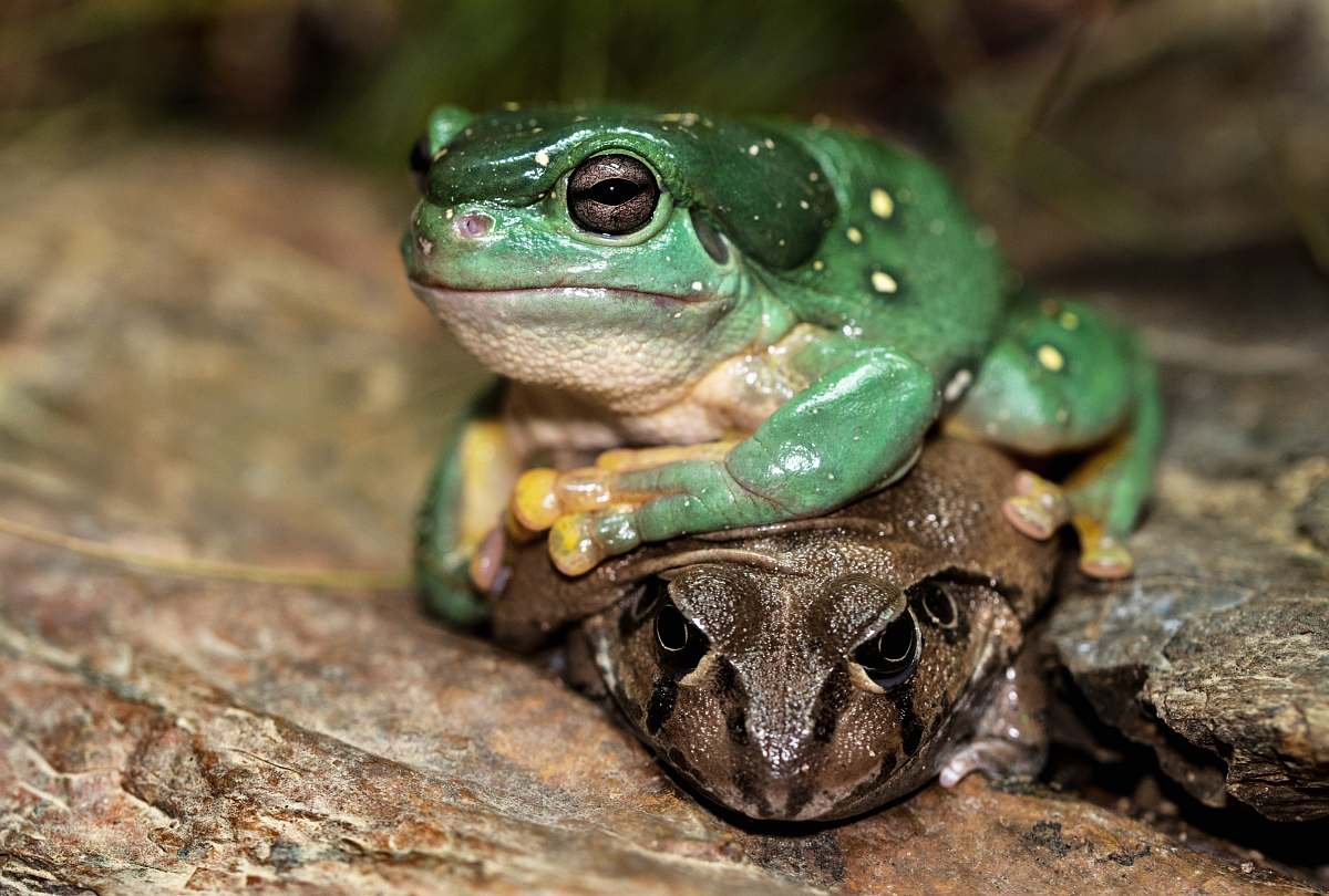 lizard shallow focus photography of brown and green frogs reptile