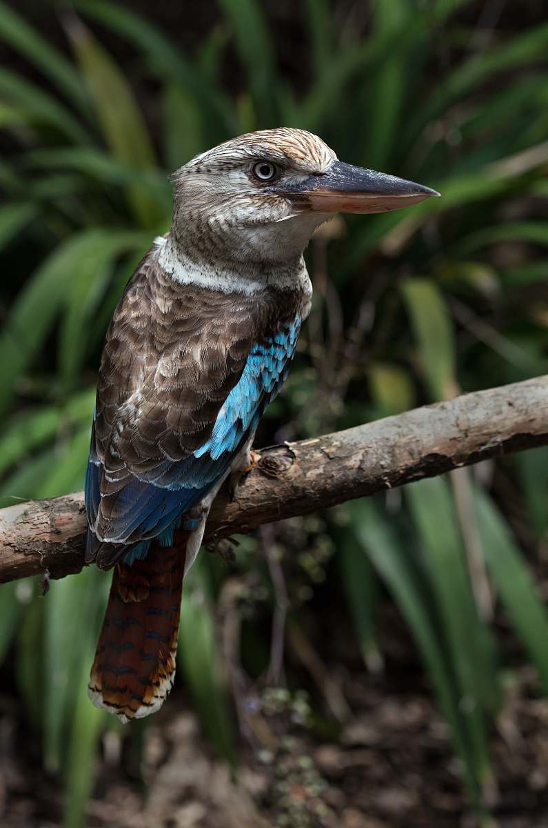 bird shallow focus photography of brown and teal jacamar bird australia