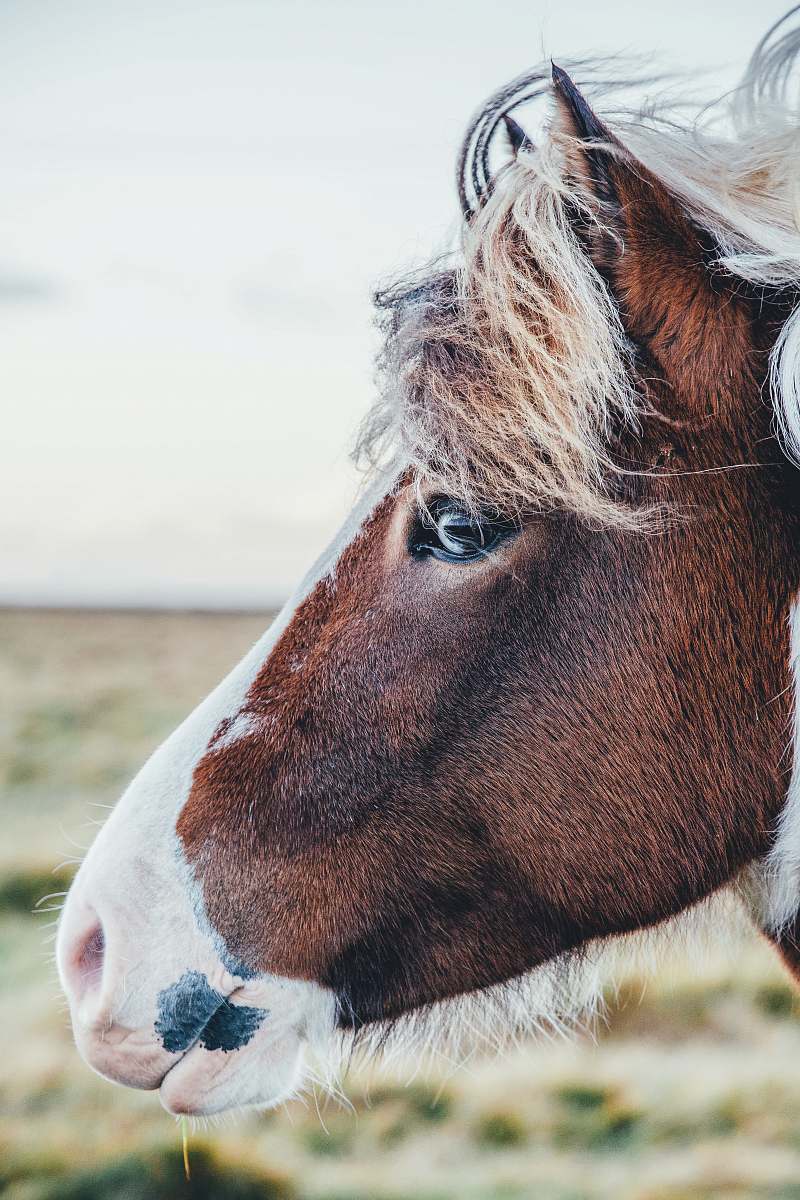 horse shallow focus photography of brown and white horse face