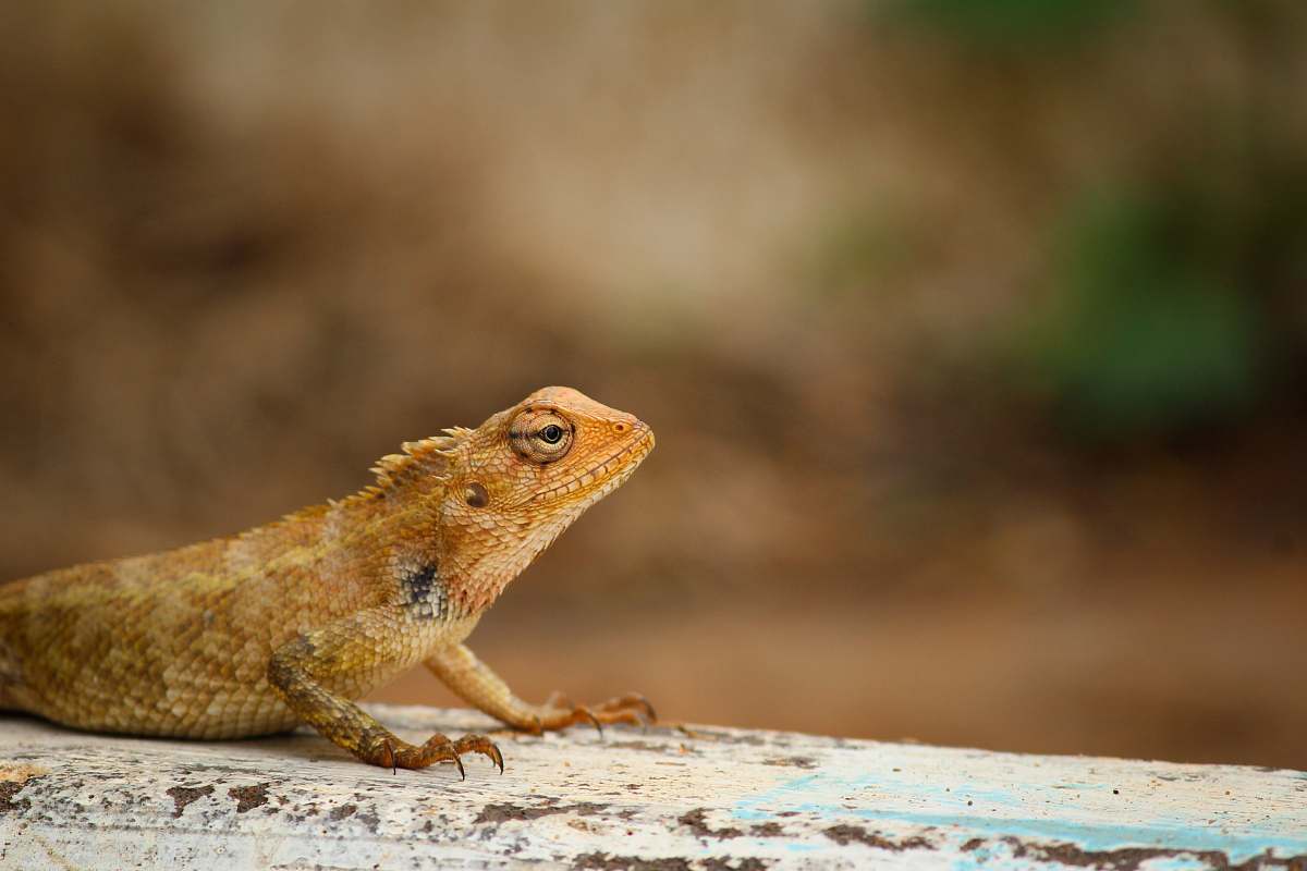 lizard shallow focus photography of brown and white lizard reptile
