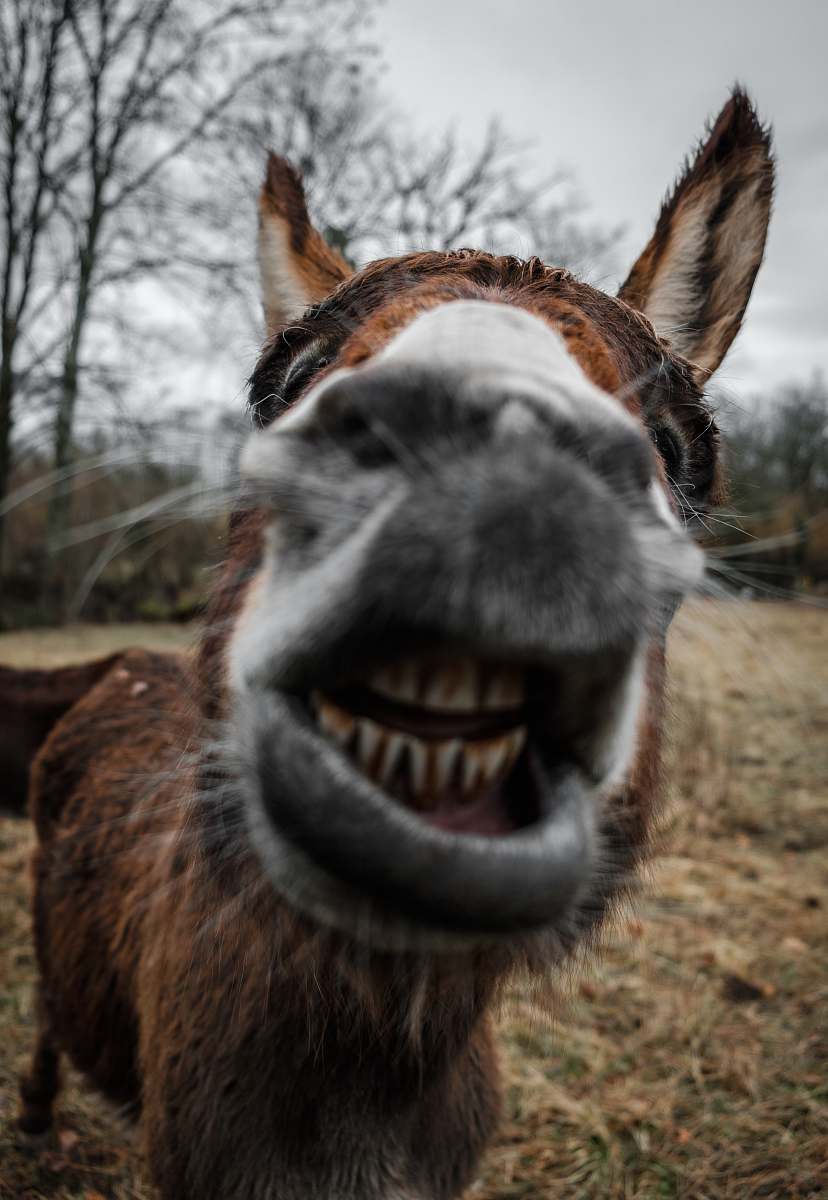mammal shallow focus photography of brown donkey donkey