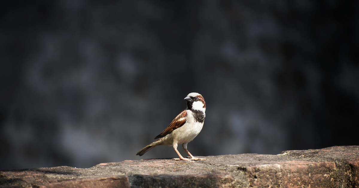 bird shallow focus photography of brown sparrow sparrow