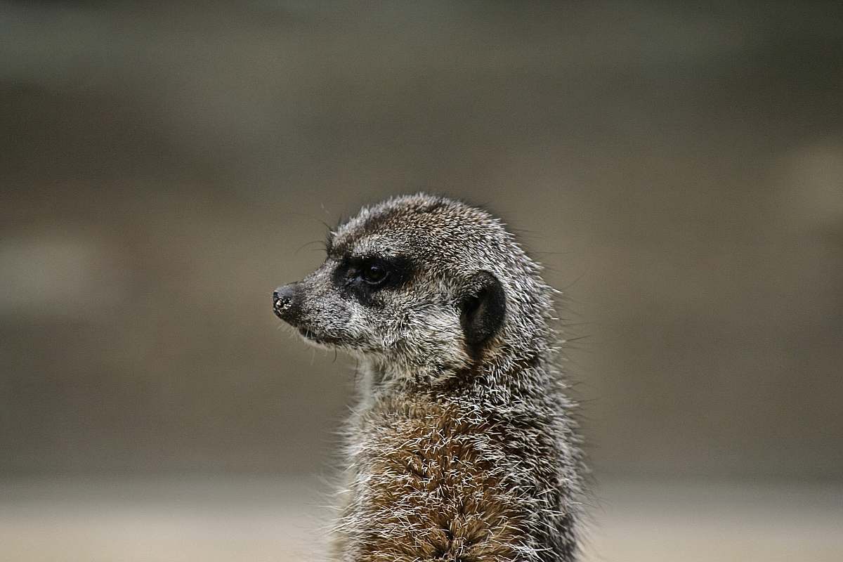 mammal shallow focus photography of gray and black animal meerkat