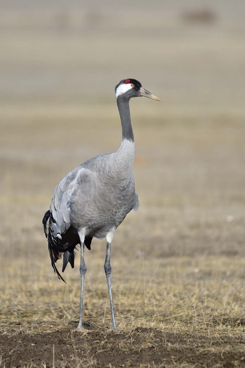 bird shallow focus photography of gray sandhill crane crane bird