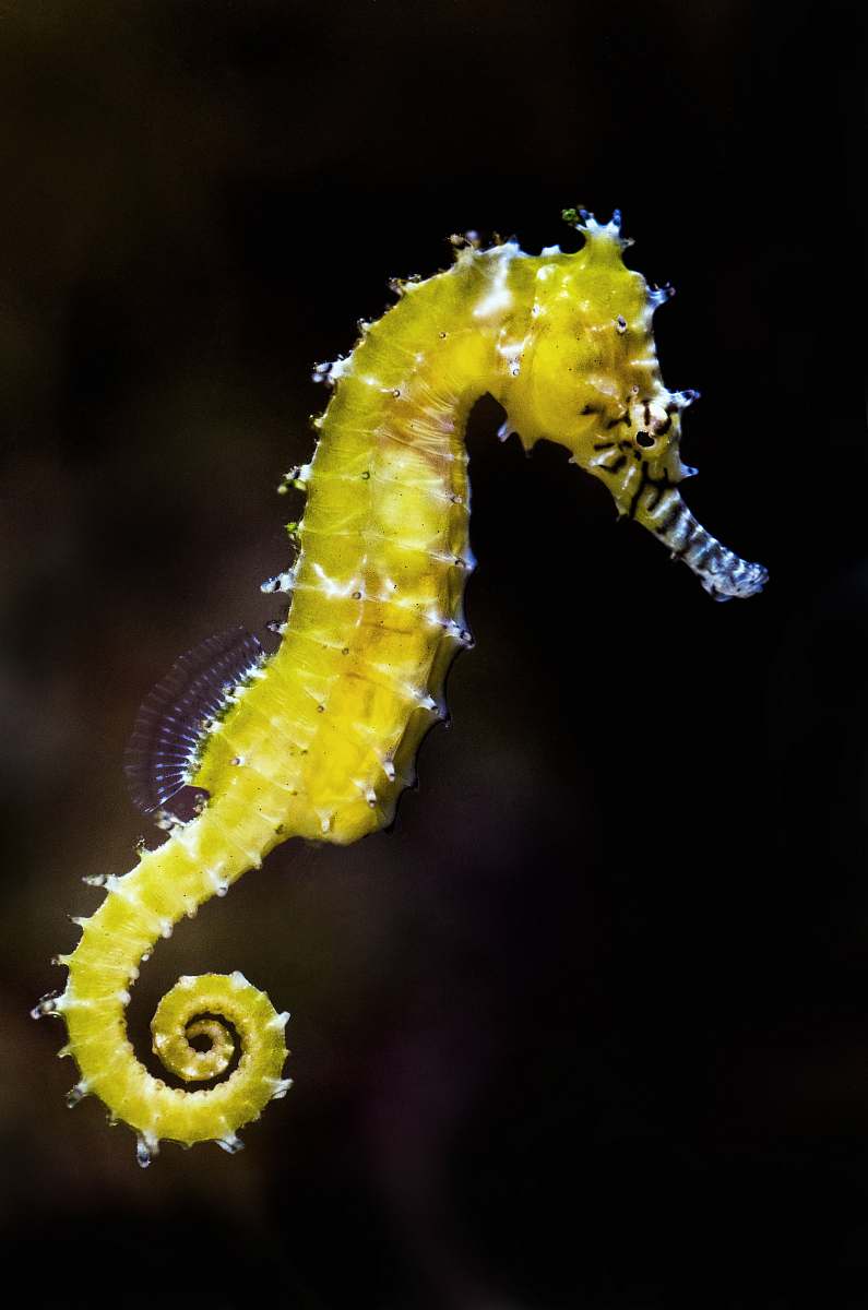 mammal shallow focus photography of green seahorse seahorse