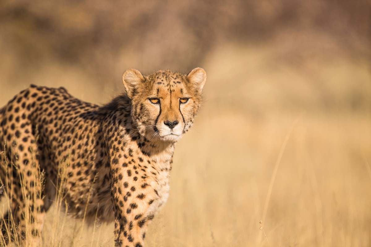 mammal shallow focus photography of leopard cheetah