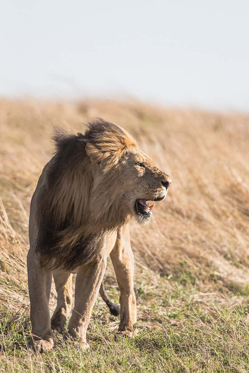 lion shallow focus photography of lion at the wildlife wildlife