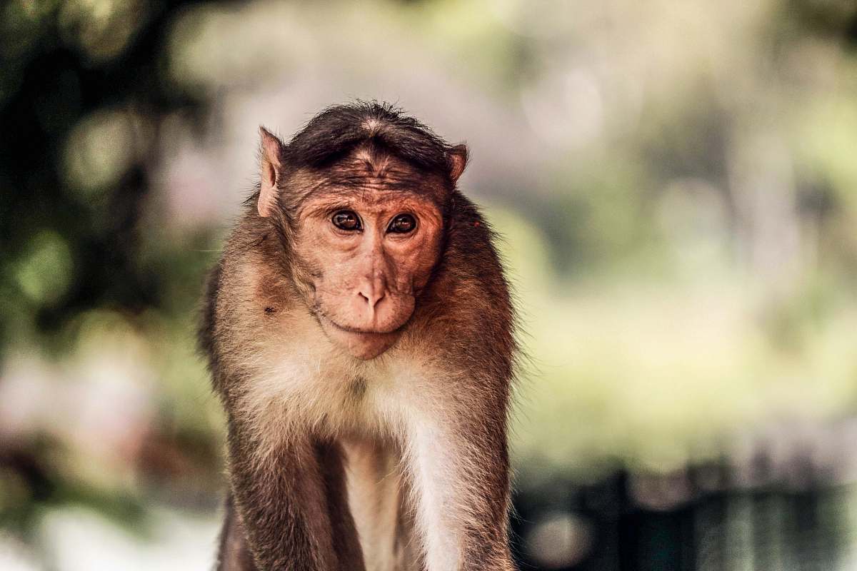 wildlife shallow focus photography of monkey monkey