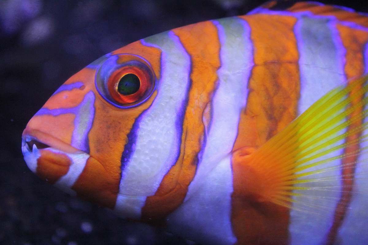 fish shallow focus photography of orange and white striped fish goldfish