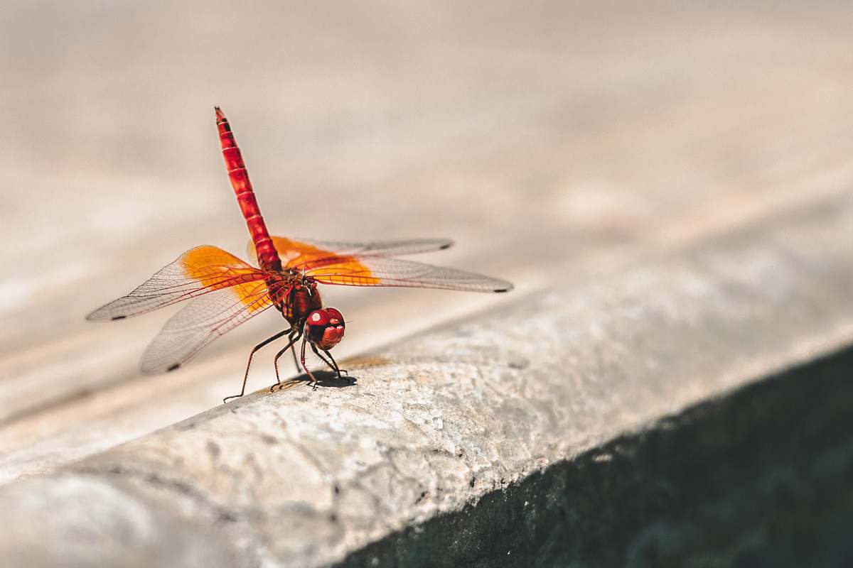 dragonfly shallow focus photography of red and orange dragonfly insect