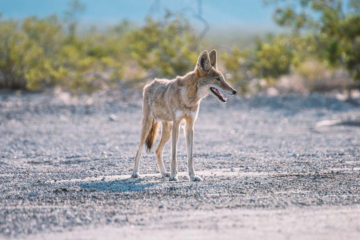 mammal shallow focus photography of short-coated brown dog coyote