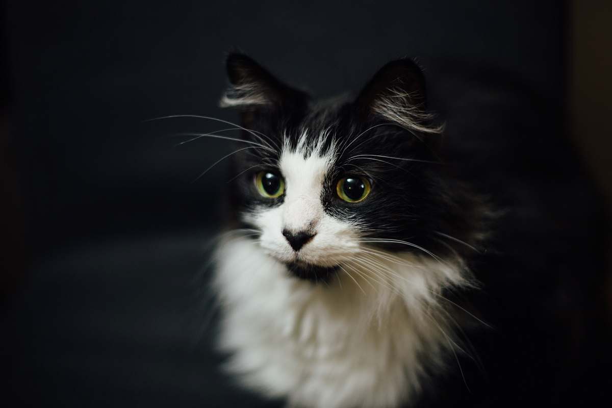 cat shallow focus photography of tuxedo cat pet