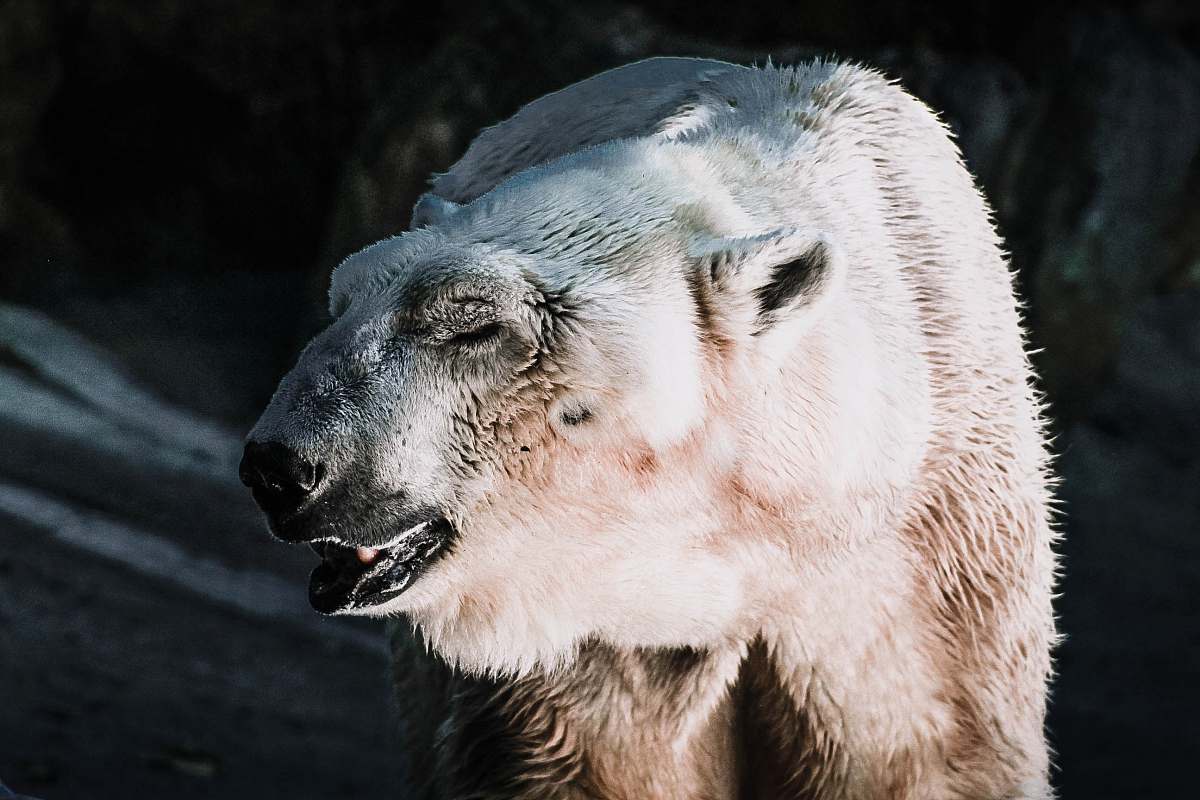 wildlife shallow focus photography of white bear bear