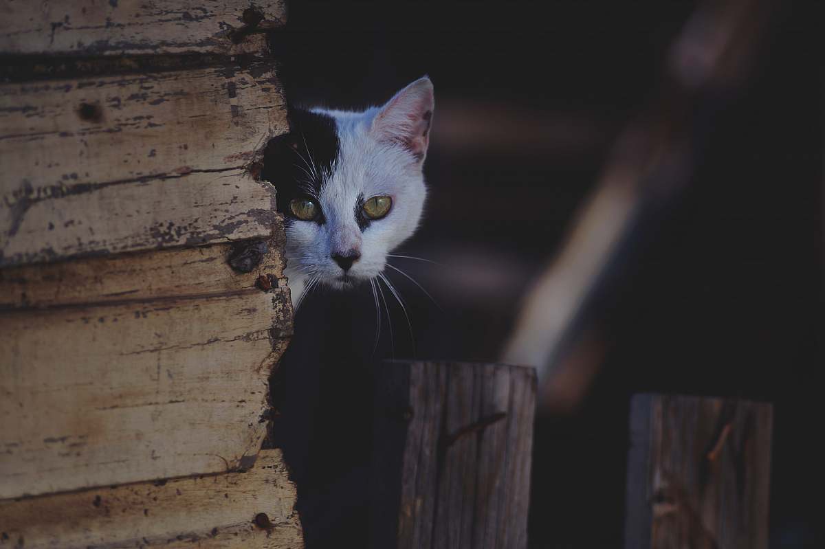 cat shallow-focus photography of white cat pet