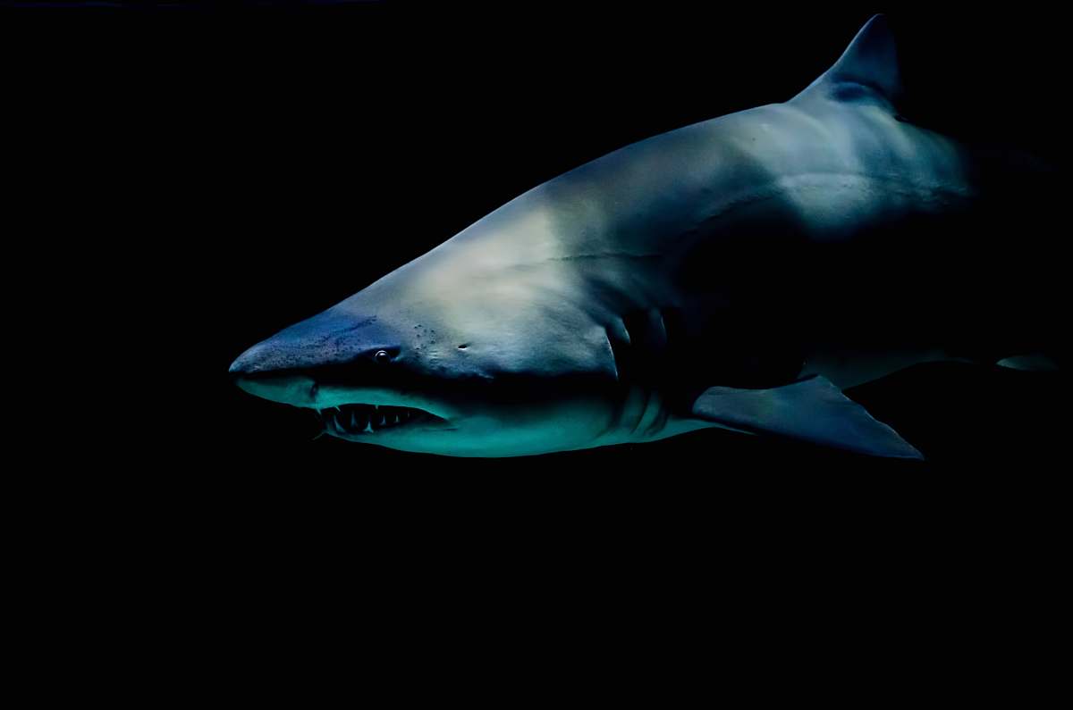 shark shark against black background fish