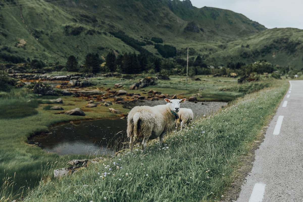 mammal sheep stands on grass field near road sheep