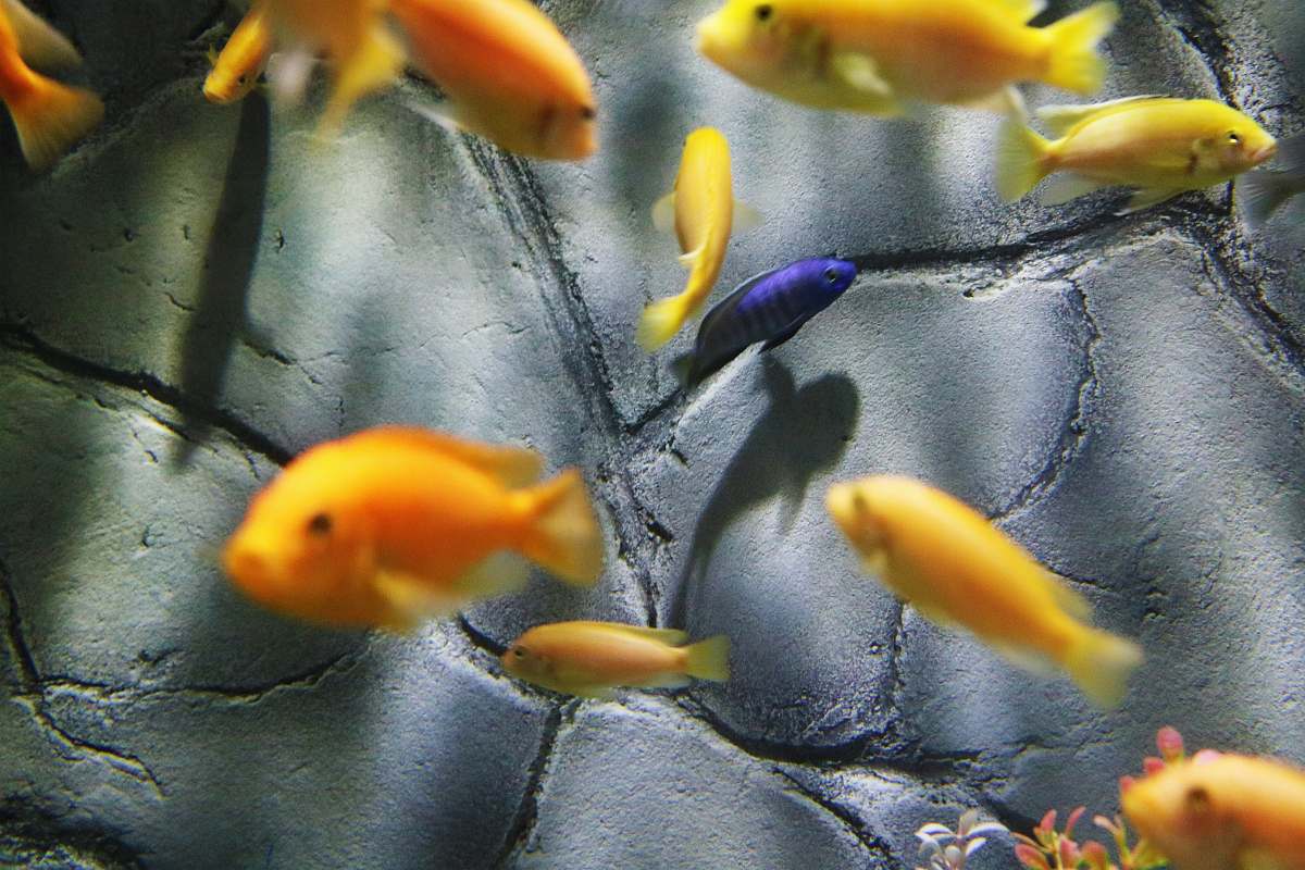 fish shoal of fish water