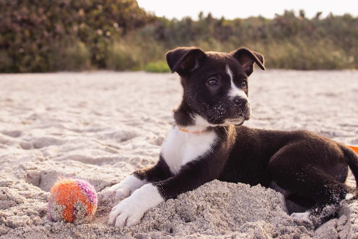 dog short-coated black and white puppy playing on gray sands pet