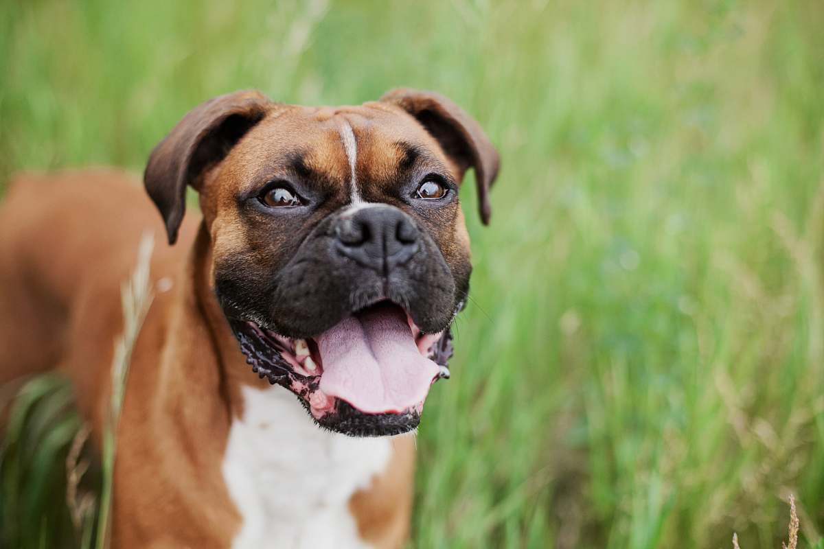 dog short-coated brown dog on green grass field pet