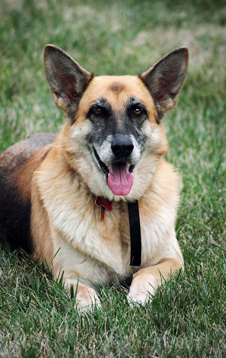 pet short-coated brown dog on ground canine