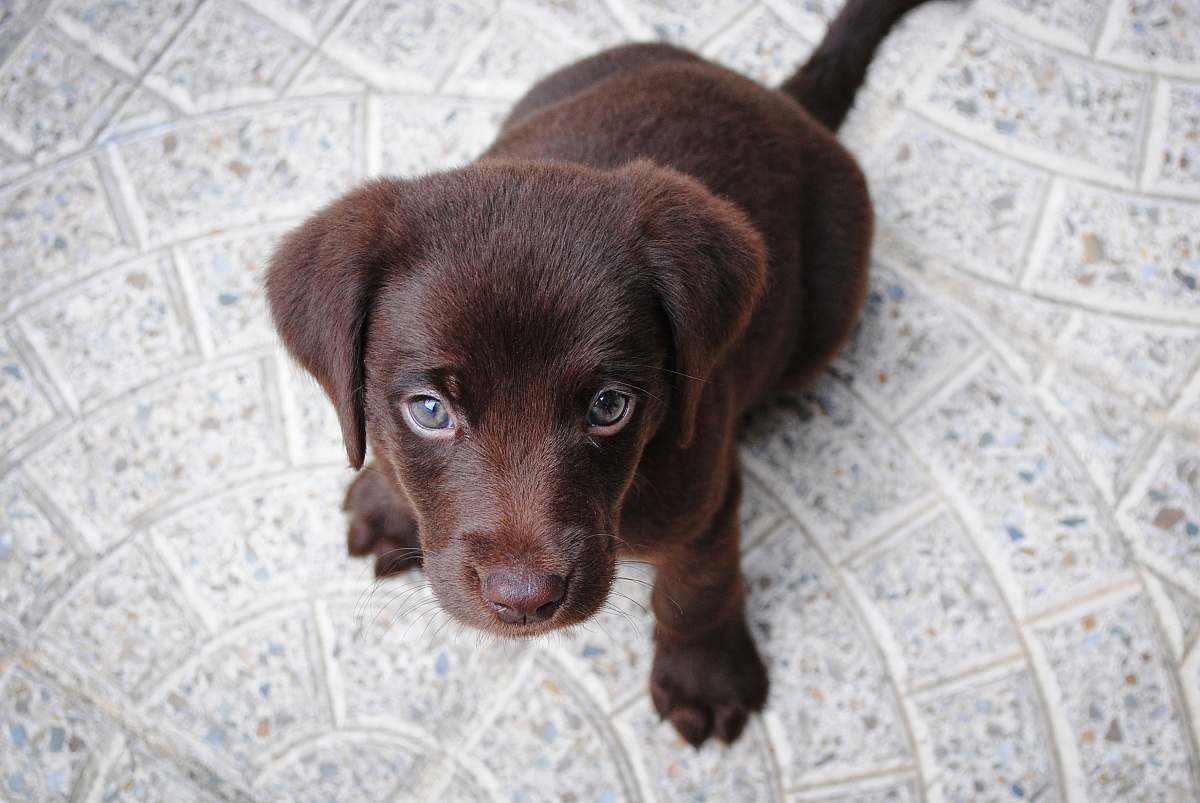dog short-coated brown puppy on white floor pet