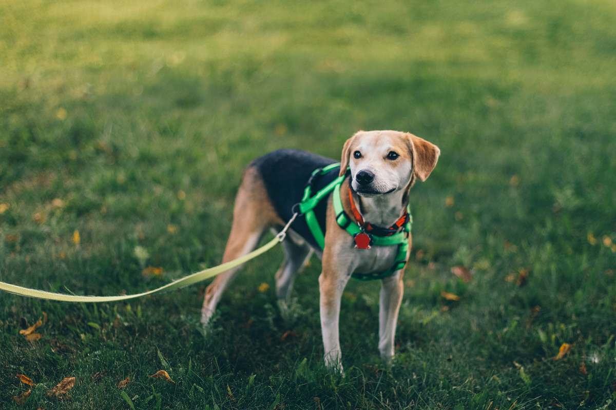 dog short-coated tan and black dog with green harness standing on green grass canine