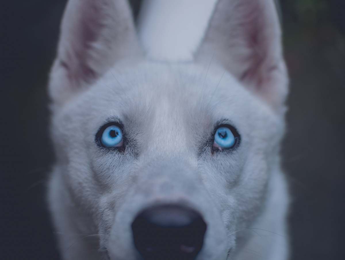 dog short-coated white dog canine