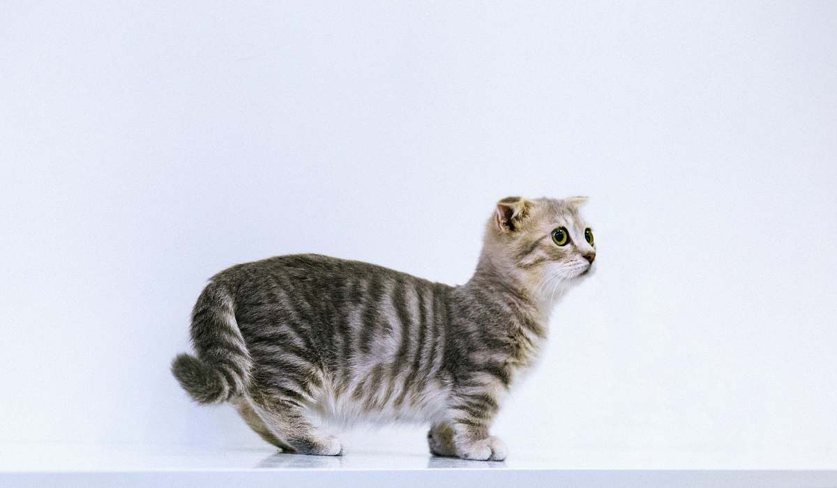pet short-fur gray cat on white floor cat