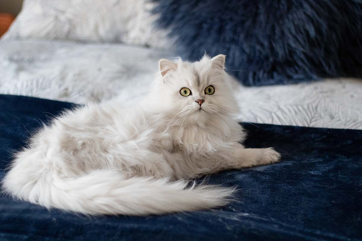 mammal short-fur white cat on blue linen angora